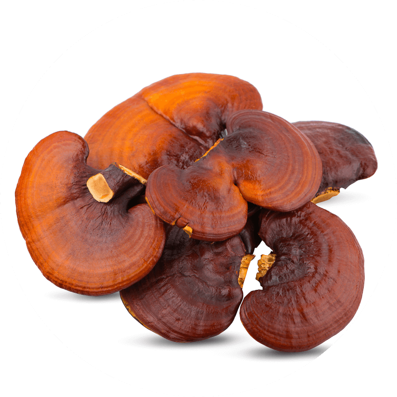 Reishi gljive