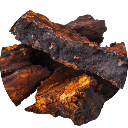 Chaga