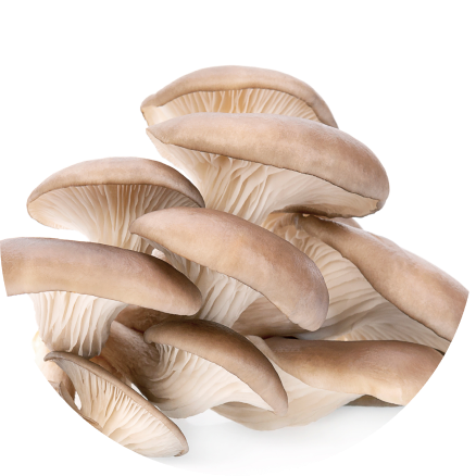 Shiitake